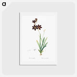 アートポストカード-Ixia grandiflora illustration - ピエール ジョゼフ ルドゥーテ Postcard.