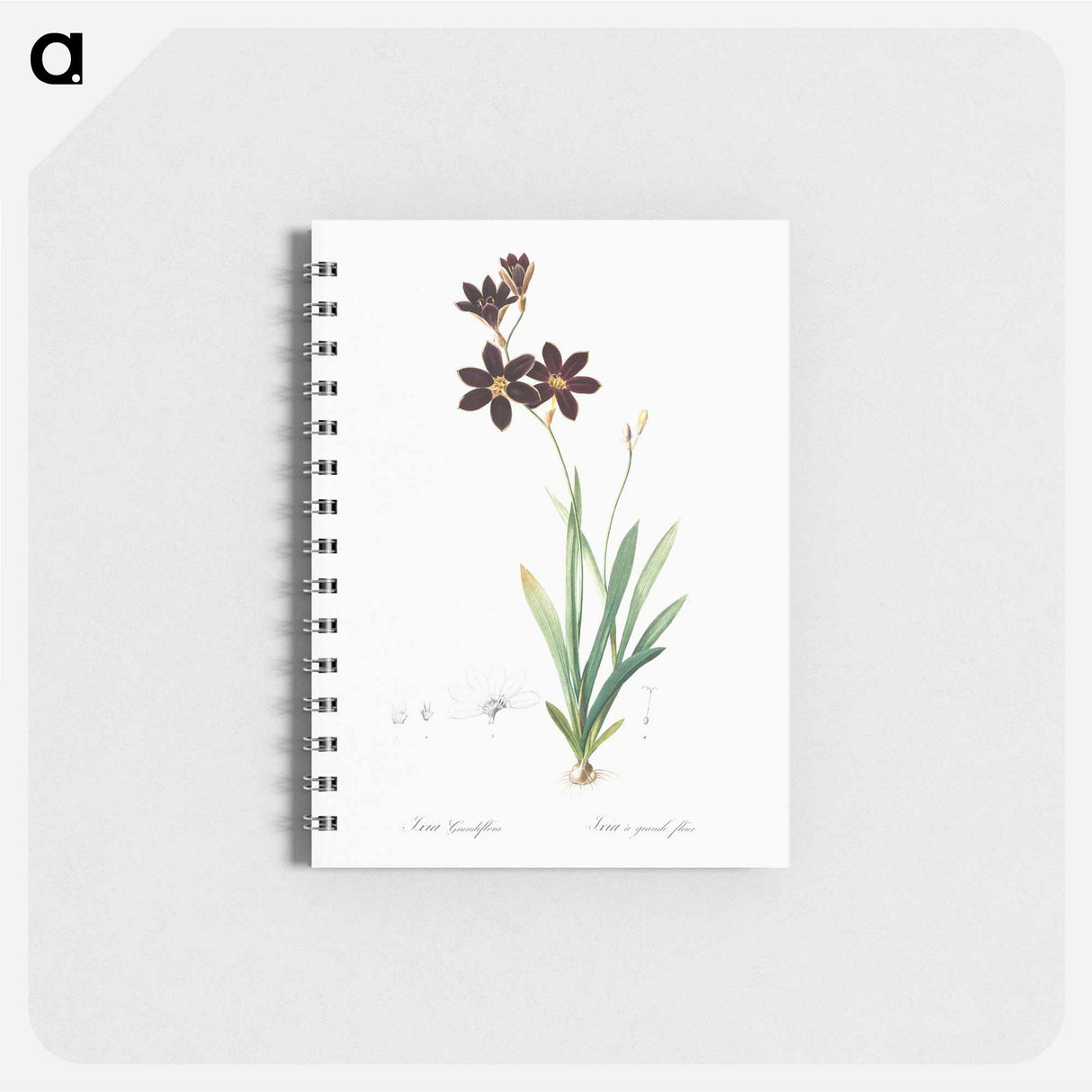 Ixia grandiflora illustration - ピエール ジョゼフ ルドゥーテ Memo.