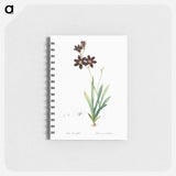 Ixia grandiflora illustration - ピエール ジョゼフ ルドゥーテ Memo.