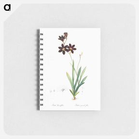 アートメモ帳-Ixia grandiflora illustration - ピエール ジョゼフ ルドゥーテ Memo.
