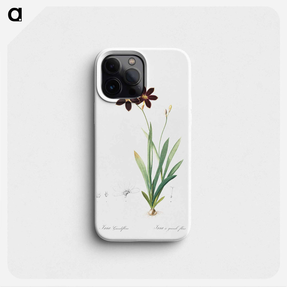 Ixia grandiflora illustration - ピエール ジョゼフ ルドゥーテ Phone Case.