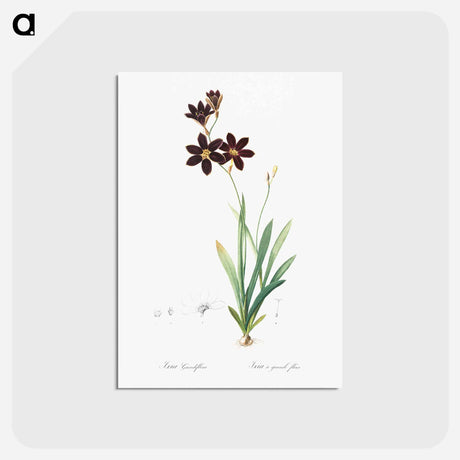 アートポストカード-Ixia grandiflora illustration - ピエール ジョゼフ ルドゥーテ Postcard.