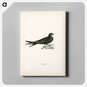 アートパネル-Common Swift
 - スヴェンスカ フォグラル Canvas.
