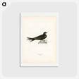 アートポストカード-Common Swift
 - スヴェンスカ フォグラル Postcard.
