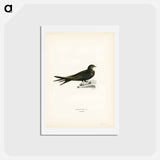 アートポストカード-Common Swift
 - スヴェンスカ フォグラル Postcard.
