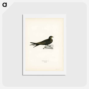 アートポストカード-Common Swift
 - スヴェンスカ フォグラル Postcard.