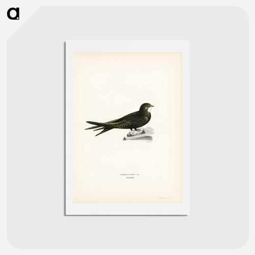 Common Swift
 - スヴェンスカ フォグラル Postcard.