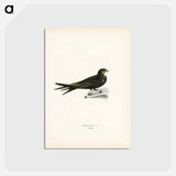 アートポストカード-Common Swift
 - スヴェンスカ フォグラル Postcard.