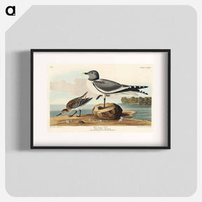 アートポスター-Fork-tailed Gull from Birds of America
 - アメリカの鳥たち Poster.