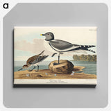 アートパネル-Fork-tailed Gull from Birds of America
 - アメリカの鳥たち Canvas.