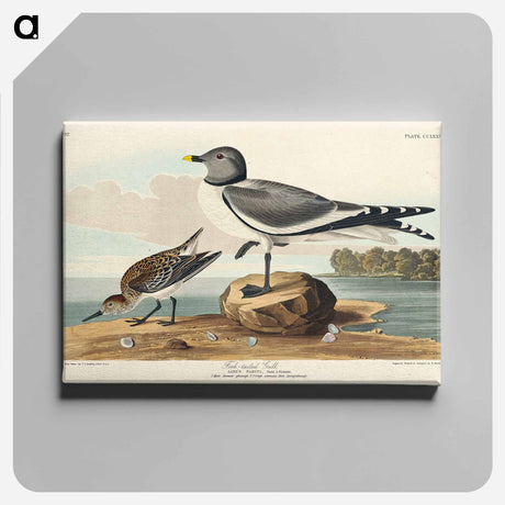 アートパネル-Fork-tailed Gull from Birds of America
 - アメリカの鳥たち Canvas.