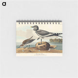 アートメモ帳-Fork-tailed Gull from Birds of America
 - アメリカの鳥たち Memo.