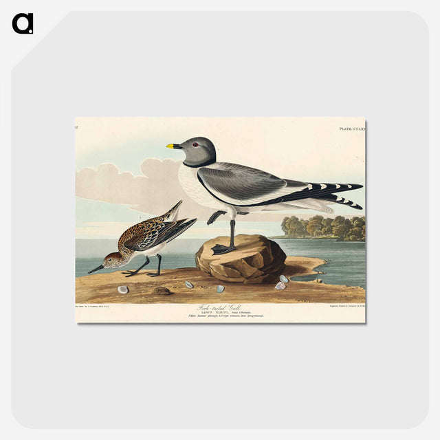 アートポストカード-Fork-tailed Gull from Birds of America
 - アメリカの鳥たち Postcard.