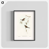 Plain-coloured Finch
 - オーストラリアの鳥 Poster.