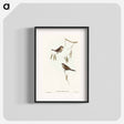 アートポスター-Plain-coloured Finch
 - オーストラリアの鳥 Poster.