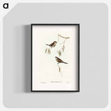 アートポスター-Plain-coloured Finch
 - オーストラリアの鳥 Poster.