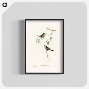 アートポスター-Plain-coloured Finch
 - オーストラリアの鳥 Poster.