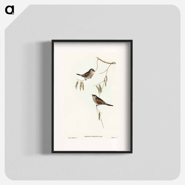 アートポスター-Plain-coloured Finch
 - オーストラリアの鳥 Poster.