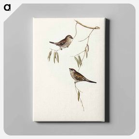 アートパネル-Plain-coloured Finch
 - オーストラリアの鳥 Canvas.