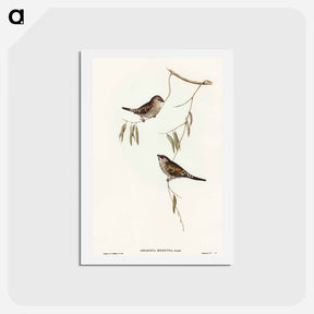 アートポストカード-Plain-coloured Finch
 - オーストラリアの鳥 Postcard.