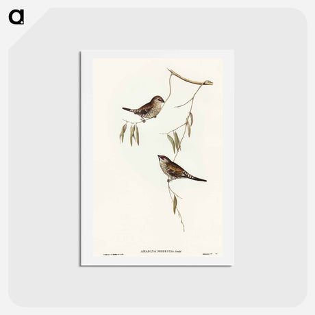 アートポストカード-Plain-coloured Finch
 - オーストラリアの鳥 Postcard.