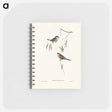 アートメモ帳-Plain-coloured Finch
 - オーストラリアの鳥 Memo.