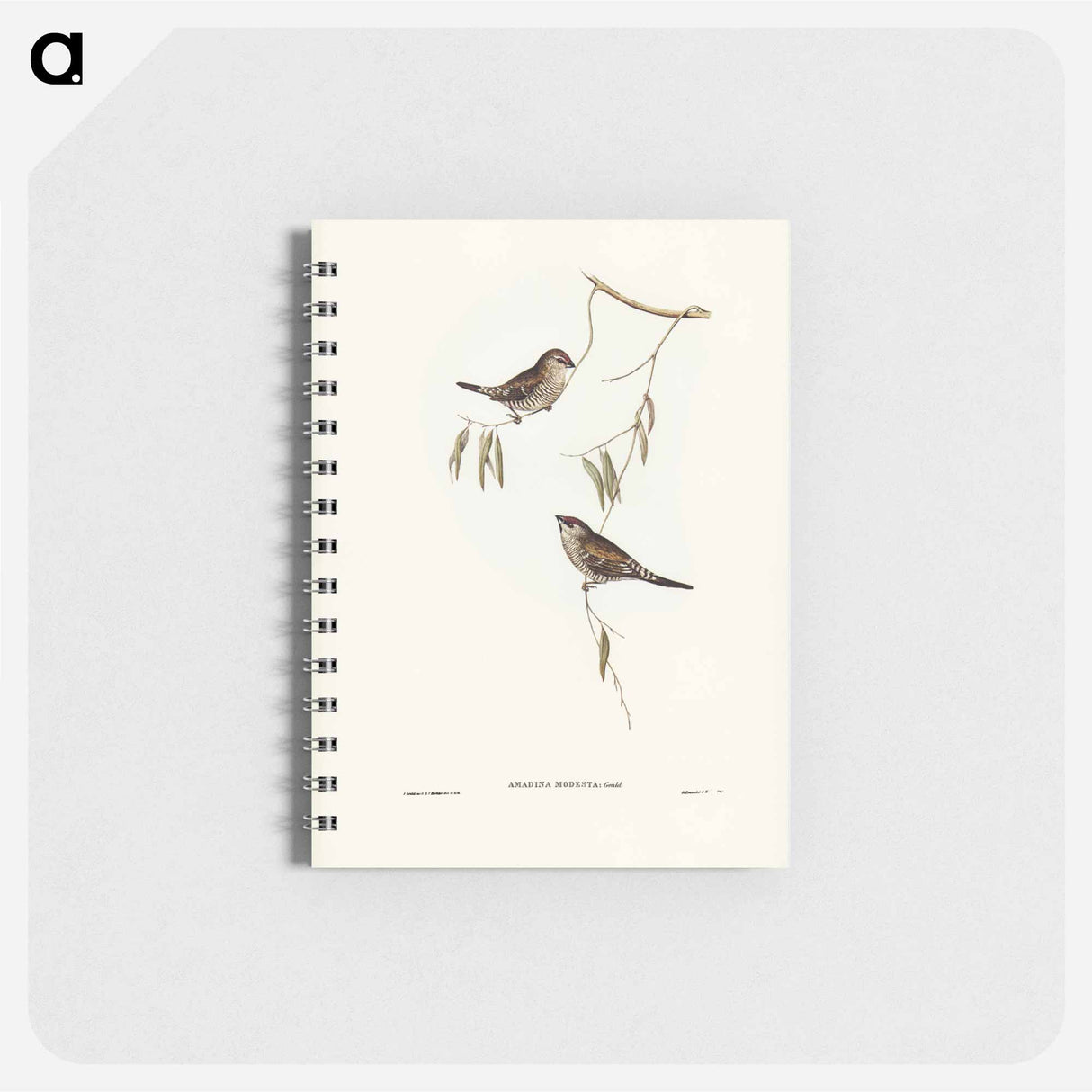 アートメモ帳-Plain-coloured Finch
 - オーストラリアの鳥 Memo.
