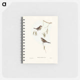 アートメモ帳-Plain-coloured Finch
 - オーストラリアの鳥 Memo.