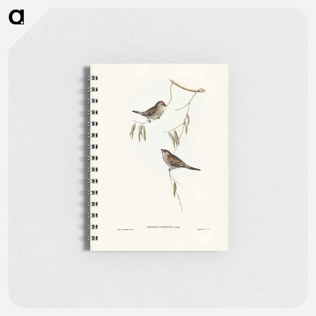 アートメモ帳-Plain-coloured Finch
 - オーストラリアの鳥 Memo.