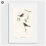 アートポスター-Plain-coloured Finch
 - オーストラリアの鳥 Poster.