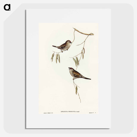 アートポスター-Plain-coloured Finch
 - オーストラリアの鳥 Poster.