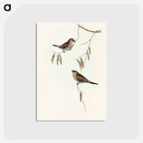 アートポストカード-Plain-coloured Finch
 - オーストラリアの鳥 Postcard.