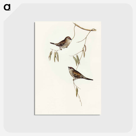 アートポストカード-Plain-coloured Finch
 - オーストラリアの鳥 Postcard.