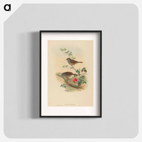 アートポスター-Accentor modularis
 - ジョン グールド Poster.