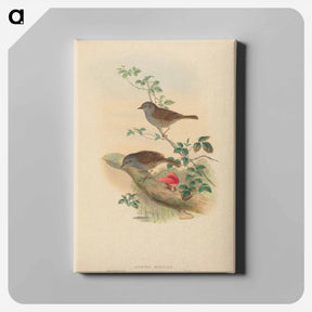 アートパネル-Accentor modularis
 - ジョン グールド Canvas.