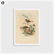 アートポストカード-Accentor modularis
 - ジョン グールド Postcard.