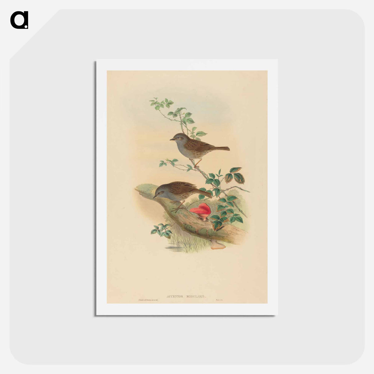 アートポストカード-Accentor modularis
 - ジョン グールド Postcard.
