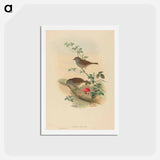 アートポストカード-Accentor modularis
 - ジョン グールド Postcard.