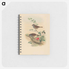 アートメモ帳-Accentor modularis
 - ジョン グールド Memo.