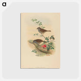 アートポストカード-Accentor modularis
 - ジョン グールド Postcard.