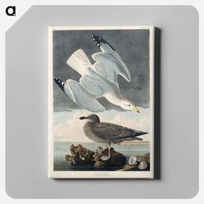 アートパネル-Herring Gull
 - ジョン ジェームス オーデュボン Canvas.