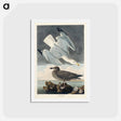 アートポストカード-Herring Gull
 - ジョン ジェームス オーデュボン Postcard.