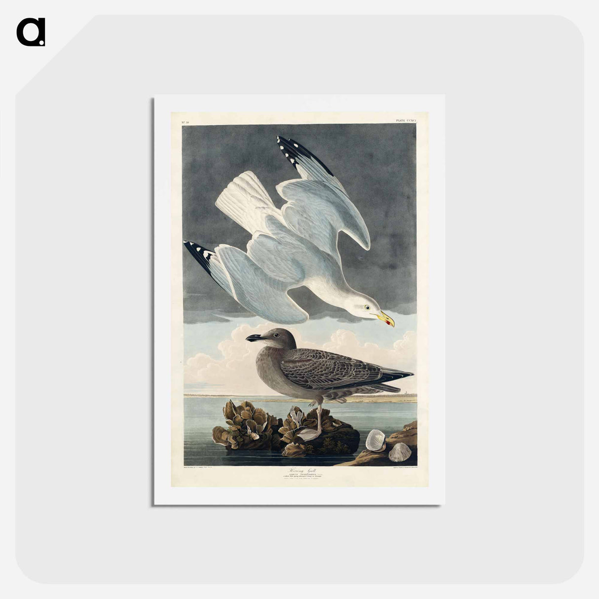 アートポストカード-Herring Gull
 - ジョン ジェームス オーデュボン Postcard.