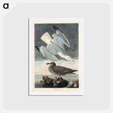 アートポストカード-Herring Gull
 - ジョン ジェームス オーデュボン Postcard.