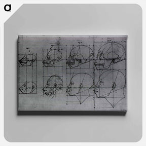 アートパネル-Evolution of the Head and Skull, Shown in Profile
 - 国立医学図書館 Canvas.