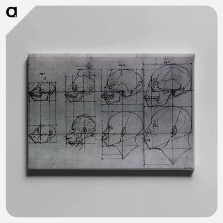 アートパネル-Evolution of the Head and Skull, Shown in Profile
 - 国立医学図書館 Canvas.