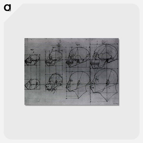 アートポストカード-Evolution of the Head and Skull, Shown in Profile
 - 国立医学図書館 Postcard.