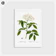 アートポストカード-Elder (Sambucus nigra) - ピエール ジョゼフ ルドゥーテ Postcard.
