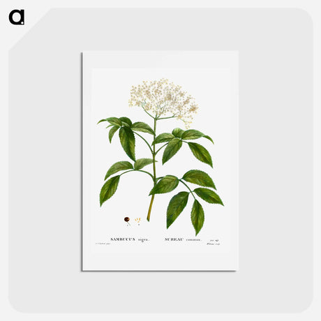 アートポストカード-Elder (Sambucus nigra) - ピエール ジョゼフ ルドゥーテ Postcard.