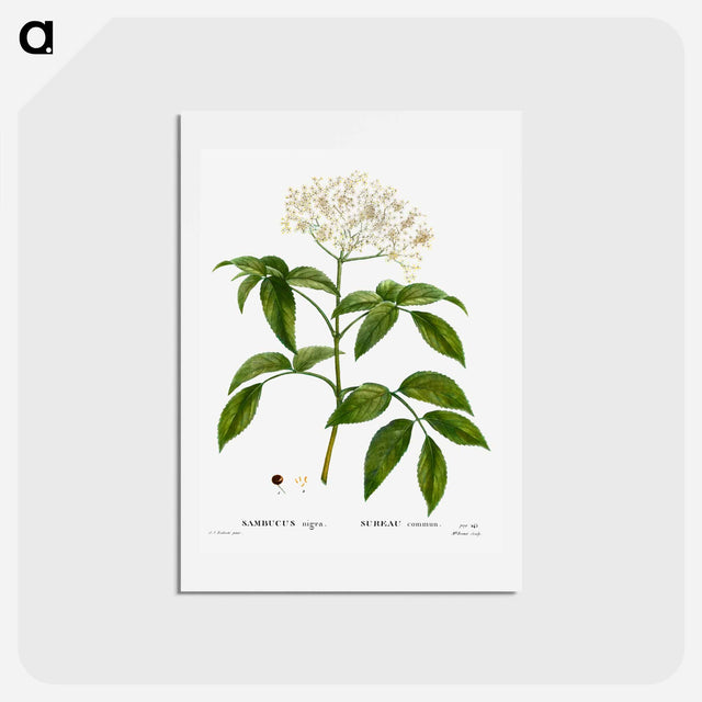 アートポストカード-Elder (Sambucus nigra) - ピエール ジョゼフ ルドゥーテ Postcard.